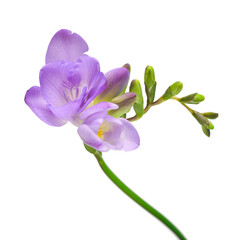 Purple freesia isolated on white background. Beautiful flower