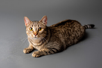 Cat portrait on gray studio background. Tabby cat with yellow eyes. 