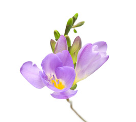 Purple freesia isolated on white background. Beautiful flower
