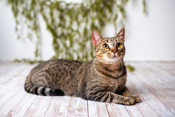 Naklejka na ściany i meble Cat portrait on white wood studio background. Tabby cat with yellow eyes. 