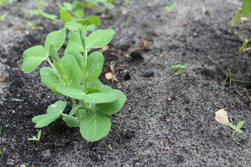 planting young shoots of pea plant on the ground