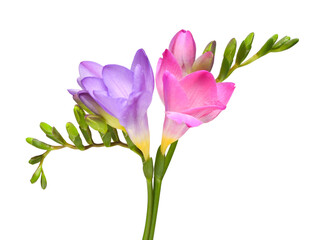 Bouquet pink and violet freesia isolated on white background. Beautiful flower