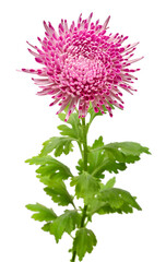 Pink chrysanthemum flower isolated on white background. Floral pattern, object. Flat lay, top view
