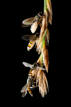 Close up of fly affected by the zombie fungus entomophthora muscae