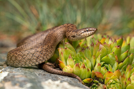 The Smooth snake (Coronella austriaca)