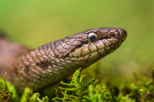 The Smooth snake (Coronella austriaca) lying on grass