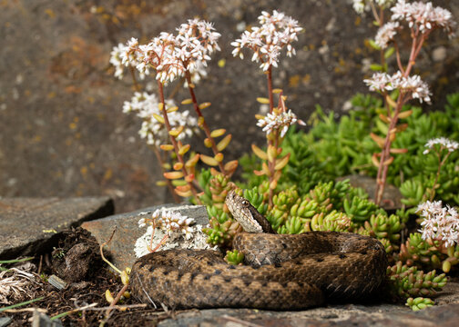 The asp viper (Vipera aspis) snake lying on ground