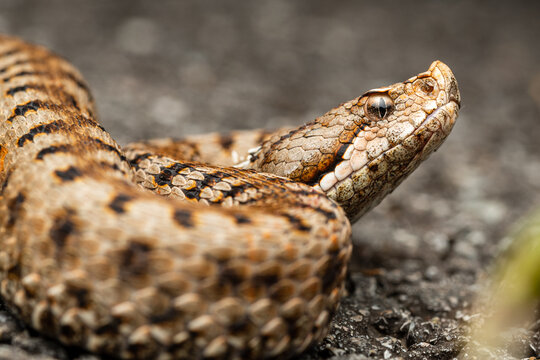 Close up of the asp viper (Vipera aspis)