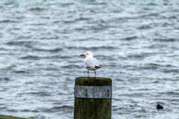 Float planes and pleasure craft line the lake. Blue Lake, Rotarua, New Zealand