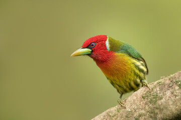 The red-headed barbet (Eubucco bourcierii) is a species of bird in the family Capitonidae. It is found in humid highland forest in Costa Rica and Panama. Beautiful colorful bird.