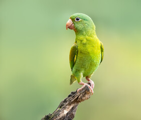 Fototapeta na wymiar The orange-chinned parakeet (Brotogeris jugularis), also known as the Tovi parakeet, is a small mainly green parrot of the genus Brotogeris. It is found in Central America.