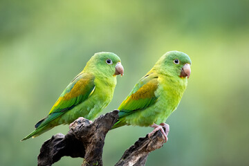 Fototapeta na wymiar The orange-chinned parakeet (Brotogeris jugularis), also known as the Tovi parakeet, is a small mainly green parrot of the genus Brotogeris. It is found in Central America.