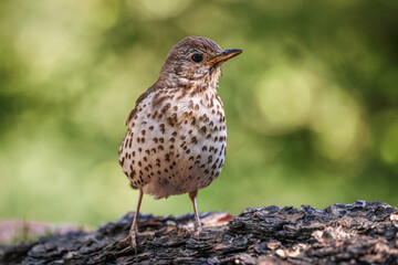 Fieldfare, very common yet beautiful bird of Europe. It breeds in woodland and scrub in northern Europe and across the Palearctic. It is strongly migratory, with many northern birds moving south.