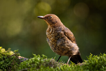 The common blackbird (Turdus merula) is a species of true thrush. It is also called the Eurasian blackbird. Having a summer bath, splashing water, funny.