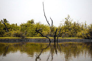 Fototapeta na wymiar Grulla entre el manglar y su reflejo (Gambia - África)