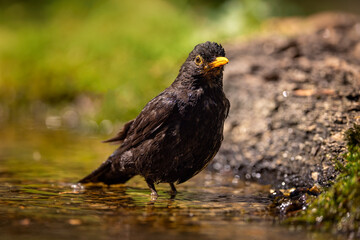 Obraz premium The common blackbird (Turdus merula) is a species of true thrush. It is also called the Eurasian blackbird. Having a summer bath, splashing water, funny.