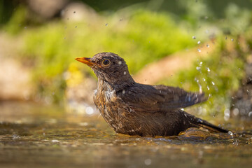 The common blackbird (Turdus merula) is a species of true thrush. It is also called the Eurasian blackbird. Having a summer bath, splashing water, funny.