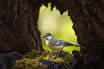 The great tit (Parus major) is a passerine bird in the tit family Paridae. It is a widespread and common species throughout Europe, the Middle East, Central Asia.