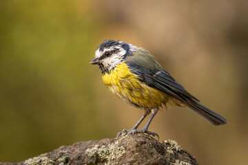 The great tit (Parus major) is a passerine bird in the tit family Paridae. It is a widespread and common species throughout Europe, the Middle East, Central Asia.