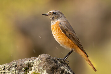 European robin, typical bird for most of the Europe. Very common, beautiful and curious. Belongs to Old World flycatcher family. Wildlife photo, typical environment.