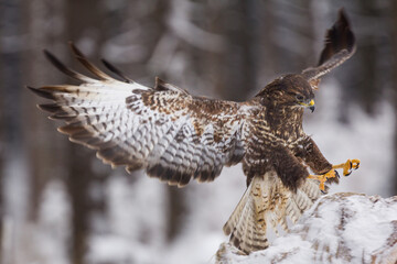 The golden eagle (Aquila chrysaetos) is one of the best-known birds of prey in the Northern Hemisphere. It is the most widely distributed species of eagle. Winter scene, landing.