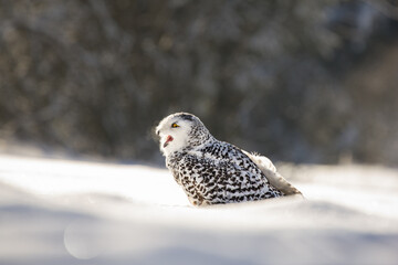 The snowy owl (Bubo scandiacus), also known as the polar owl, the white owl and the Arctic owl, is a large, white owl of the true owl family. Snowy owls are native to the Arctic regions.