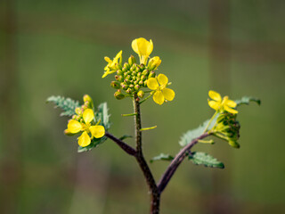 Ses Fonts Ufanes, a Nature preserve with natural water coming from the ground, landmark with spectacular nature near the village of Sa Pobla, on the balearic island of mallorca, spain