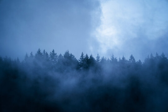 Scenic view of woods with coniferous trees growing under cloudy sky in foggy weather in twilight