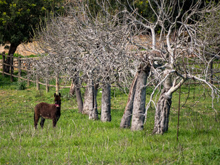 donkey in the field near Ses Fonts Ufanes, a Nature preserve , landmark with spectacular nature...