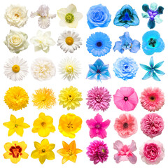 Big collection of various head flowers yellow, blue, white and pink isolated on white background....