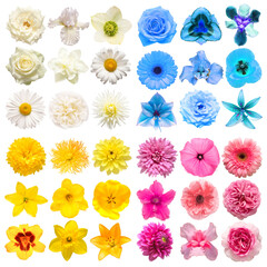 Big collection of various head flowers yellow, blue, white and pink isolated on white background. Perfectly retouched, full depth of field on the photo. Top view, flat lay