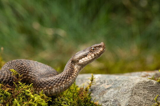 The asp viper (Vipera aspis) lying on ground