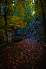 Wooden bridge on the stream in the forest