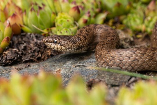 The Smooth snake (Coronella austriaca) lying on ground
