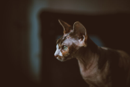 Purebred hairless cat with brown coat and spot on muzzle looking forward with attentive gaze