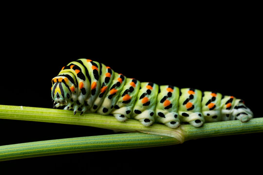 Swallowtail butterfly (Papilio machaon) caterpillar isolated on black background