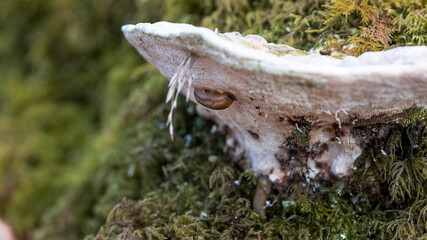 La limace et le champignon