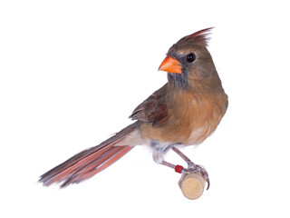 Female Northern Cardinal aka Cardinalis cardinali bird, sitting on wooden stick. Isolated on a white background.
