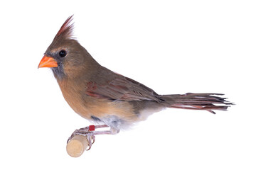 Female Northern Cardinal aka Cardinalis cardinali bird, sitting on wooden stick. Isolated on a white background.
