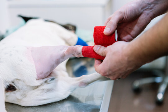 Crop anonymous veterinarian applying elastic bandage on paw of dog after operation in clinic