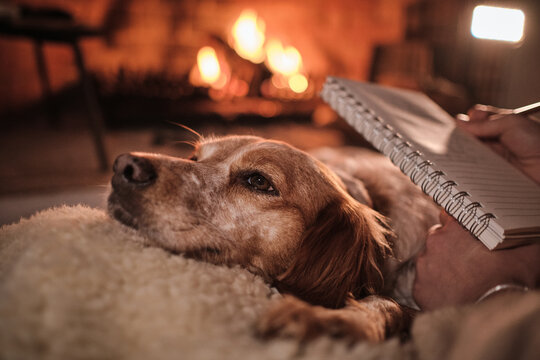 Cute fluffy Setter dog lying near female owner taking notes in notebook while chilling together on floor on background of fireplace in cozy house in evening