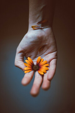 Crop anonymous person with bright blossoming African daisy with tender petals on hand on gray background