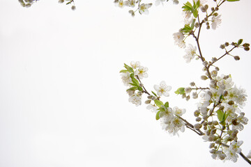 almond blossom on the right on a white background with copy space for the text