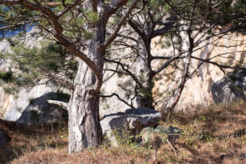 Mountain slopes pine forest