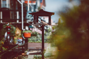 Small omnivorous bird with ornamental plumage sitting near wooden feeder against residential houses in summer