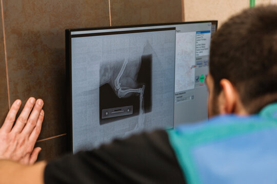 Back view of crop anonymous veterinarian looking at monitor with x ray of paw of dog in vet clinic