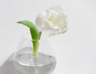 white tulip in a vase