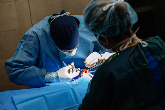 Veterinarian and assistant operating pet lying on table in medical room of vet clinic