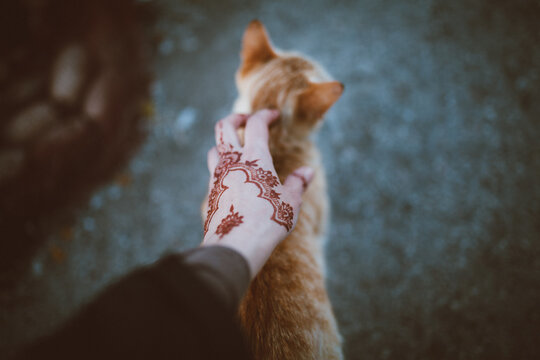 From above of crop anonymous female with mehndi stroking cute cat with brown fur on pavement
