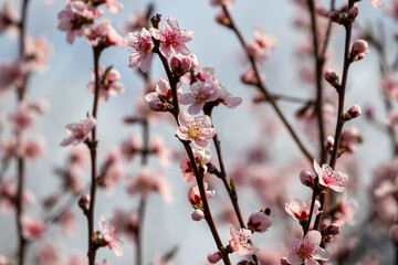 Lovely branch of blooming peach - delicate pink petals and stamens